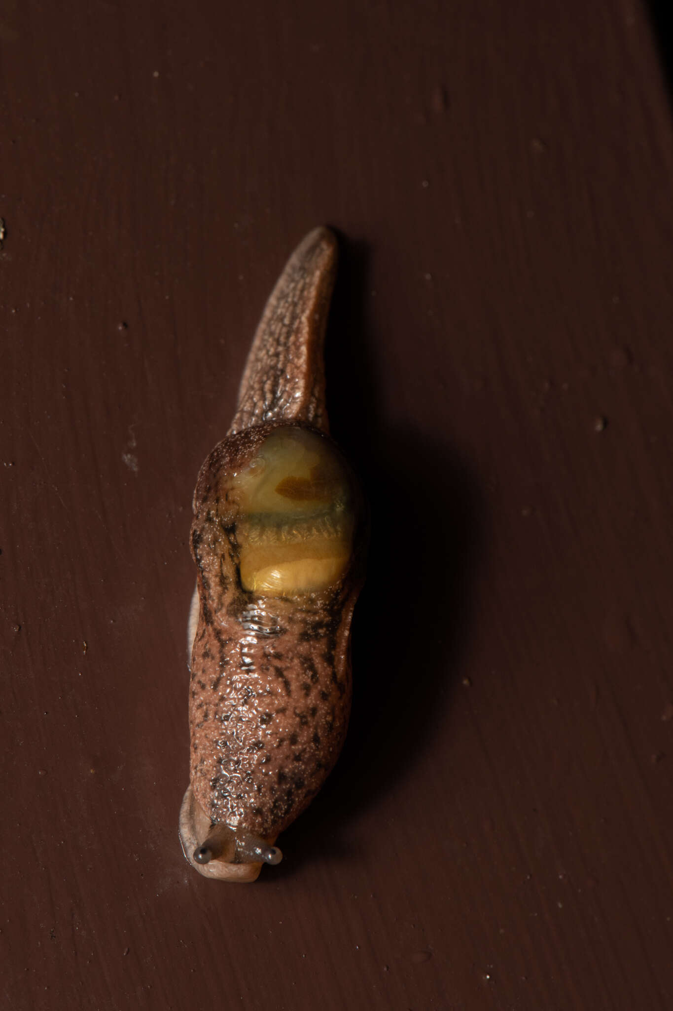 Image of Yellow-shelled semi-slugs