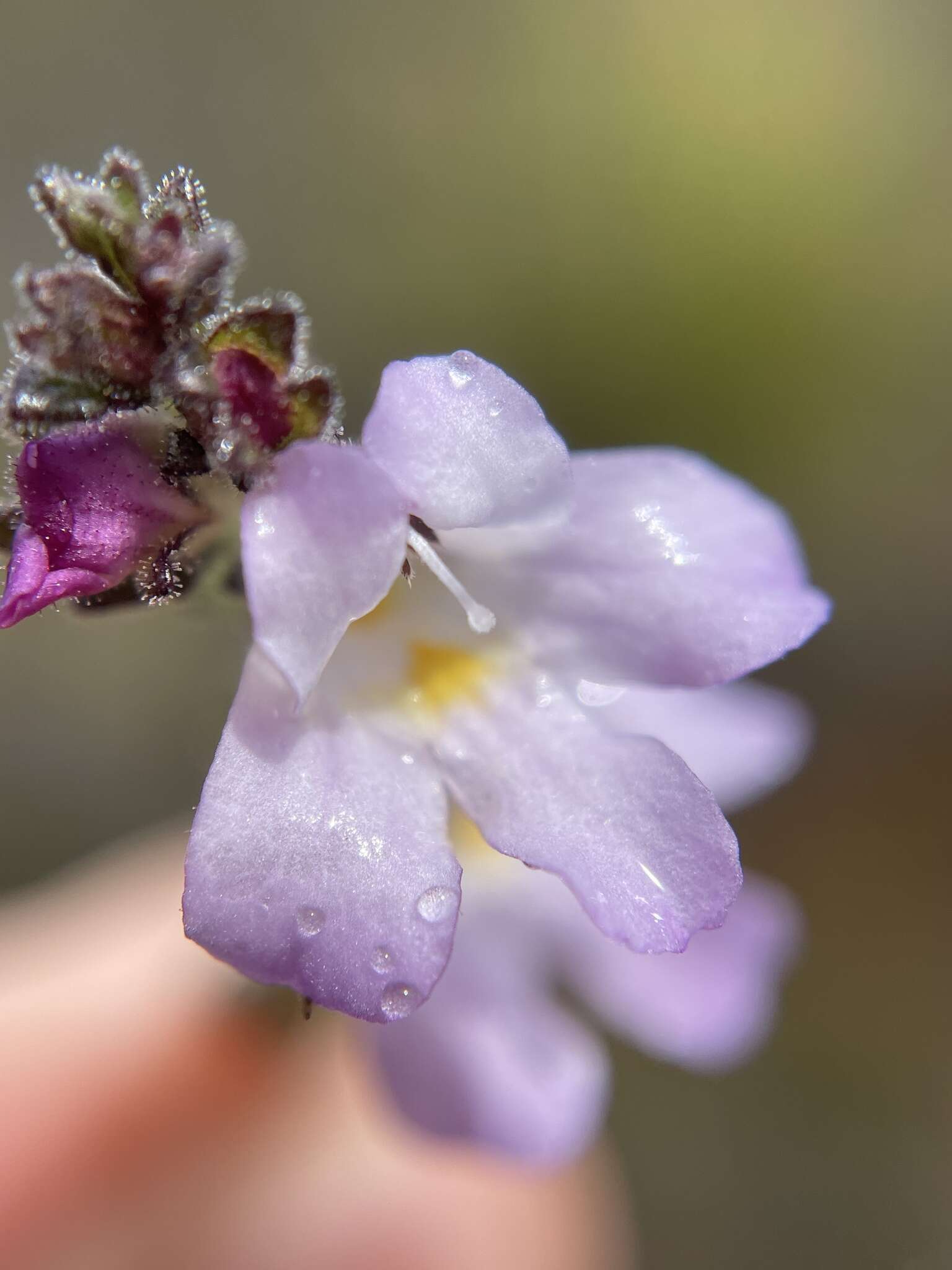 Imagem de Euphrasia amplidens W. R. Barker