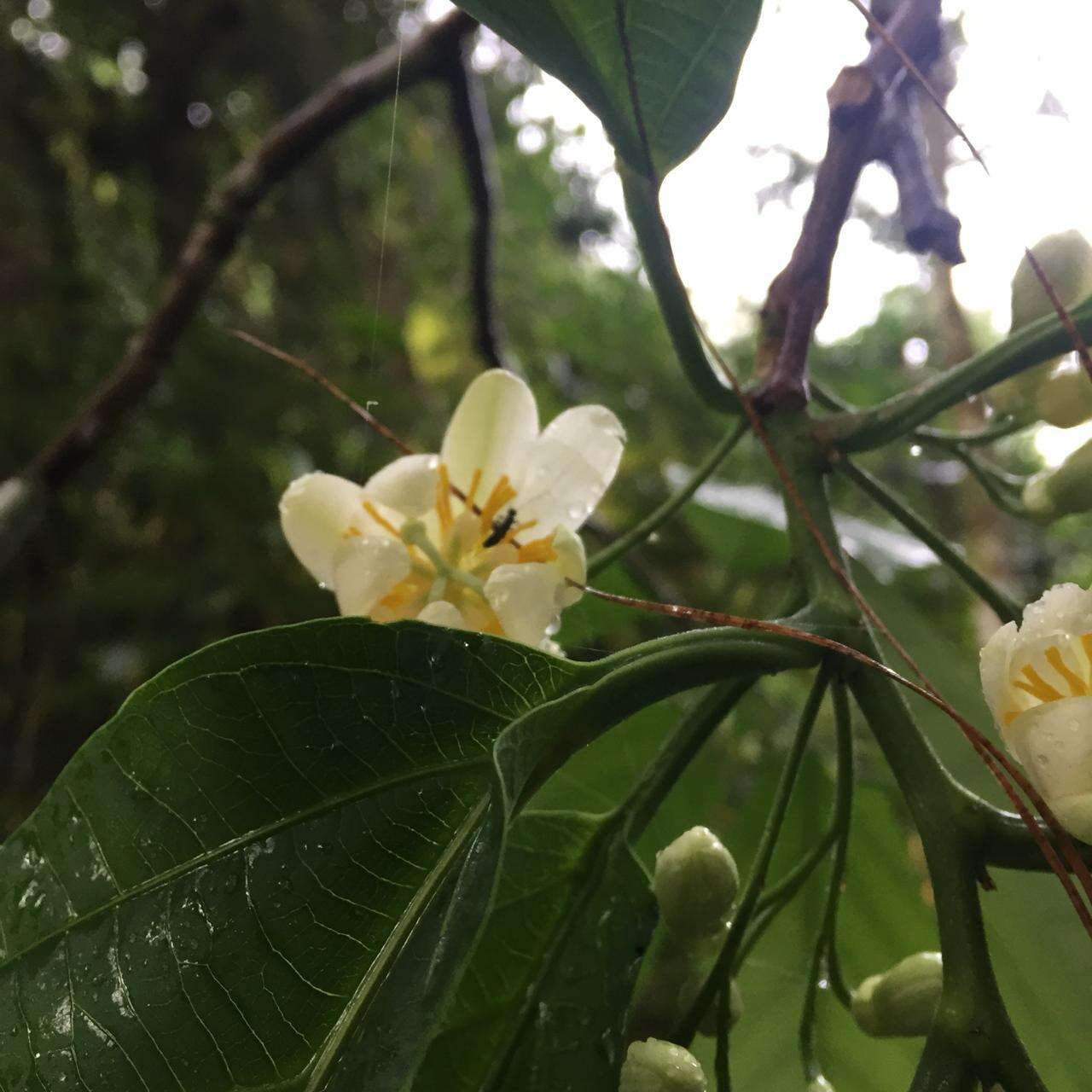 Image de Passiflora arborea Spreng.