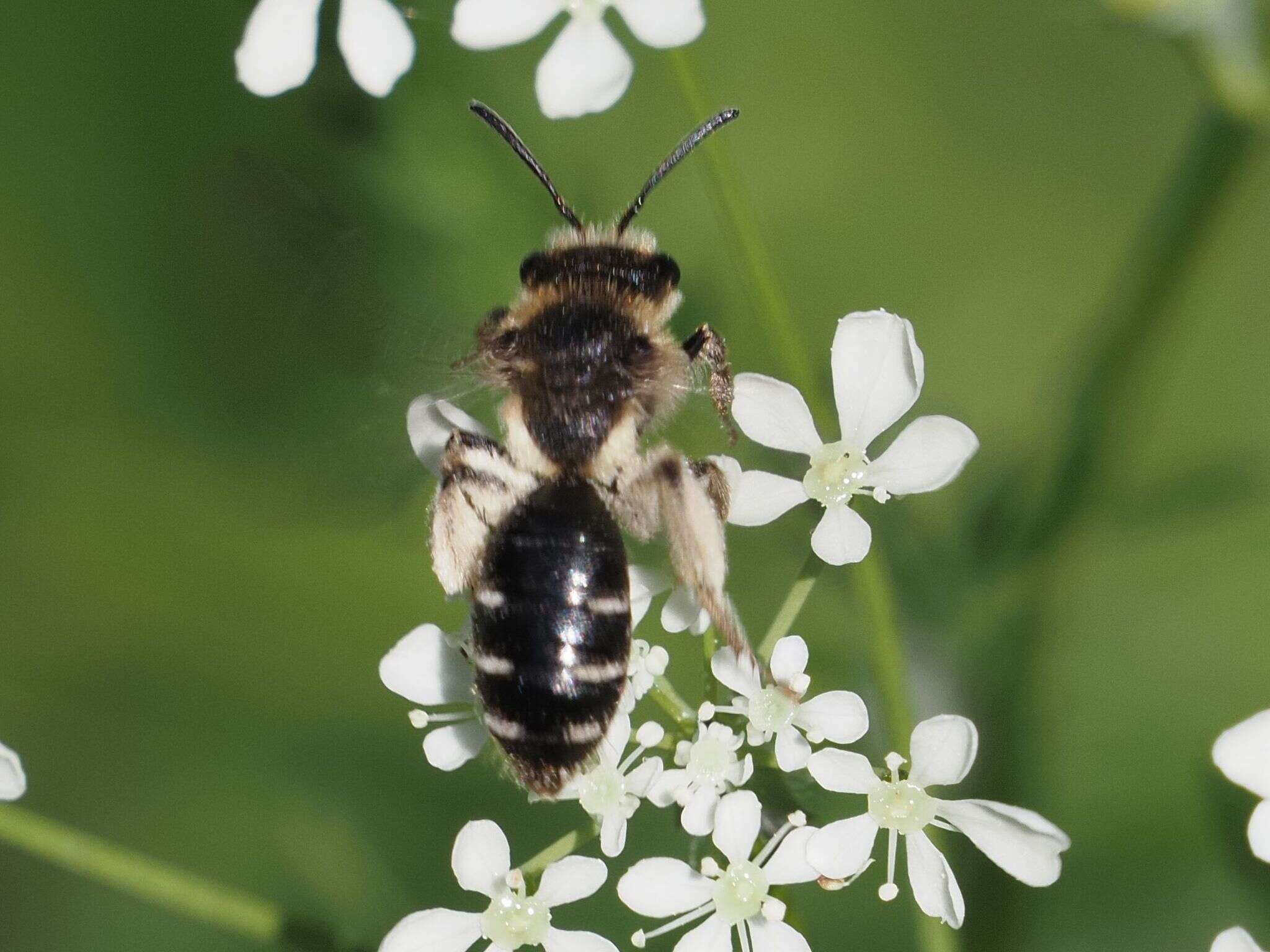 Image of Andrena proxima (Kirby 1802)