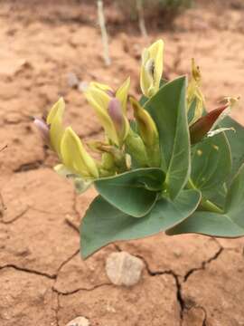 Image of milkweed milkvetch