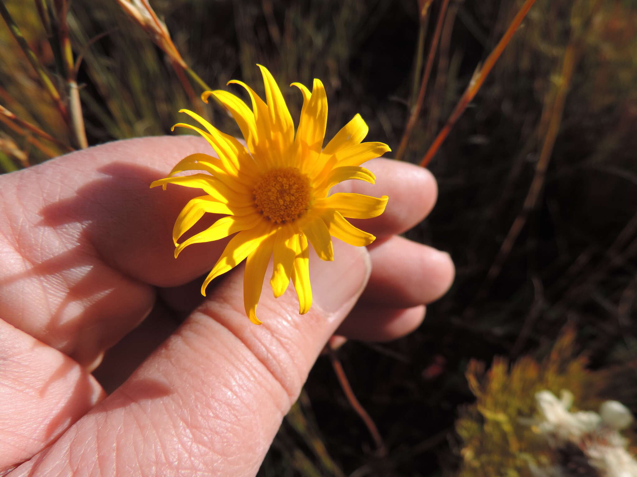 Ursinia tenuifolia (L.) Poir. resmi