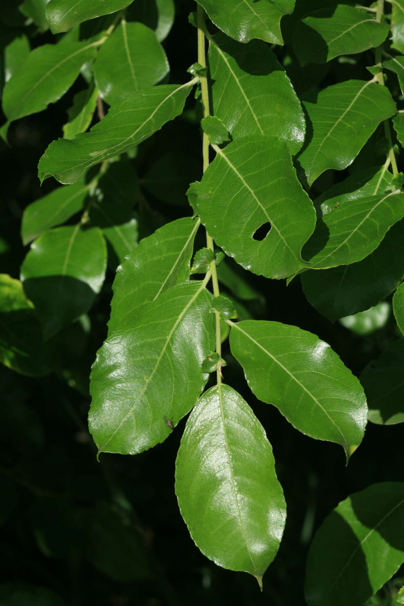 Image de Salix pyrolifolia Ledeb.