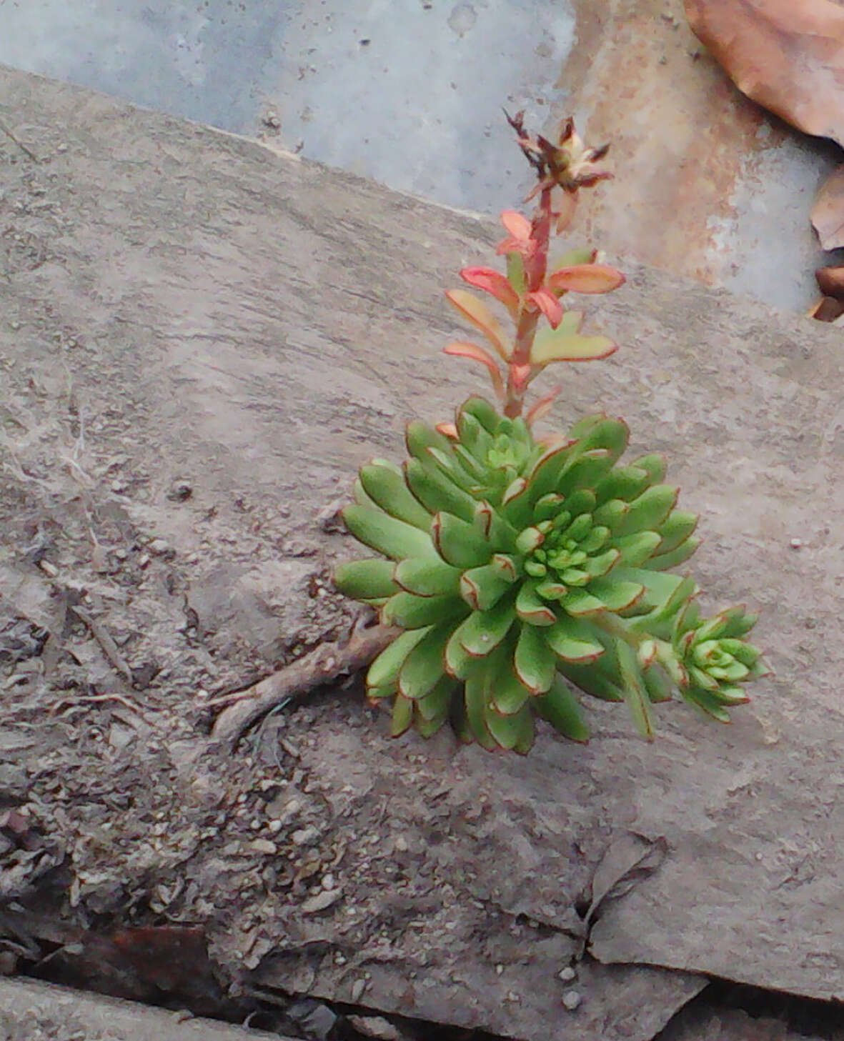 Image of Echeveria quitensis (Kunth) Lindley