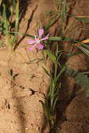 Image de Silene conoidea L.