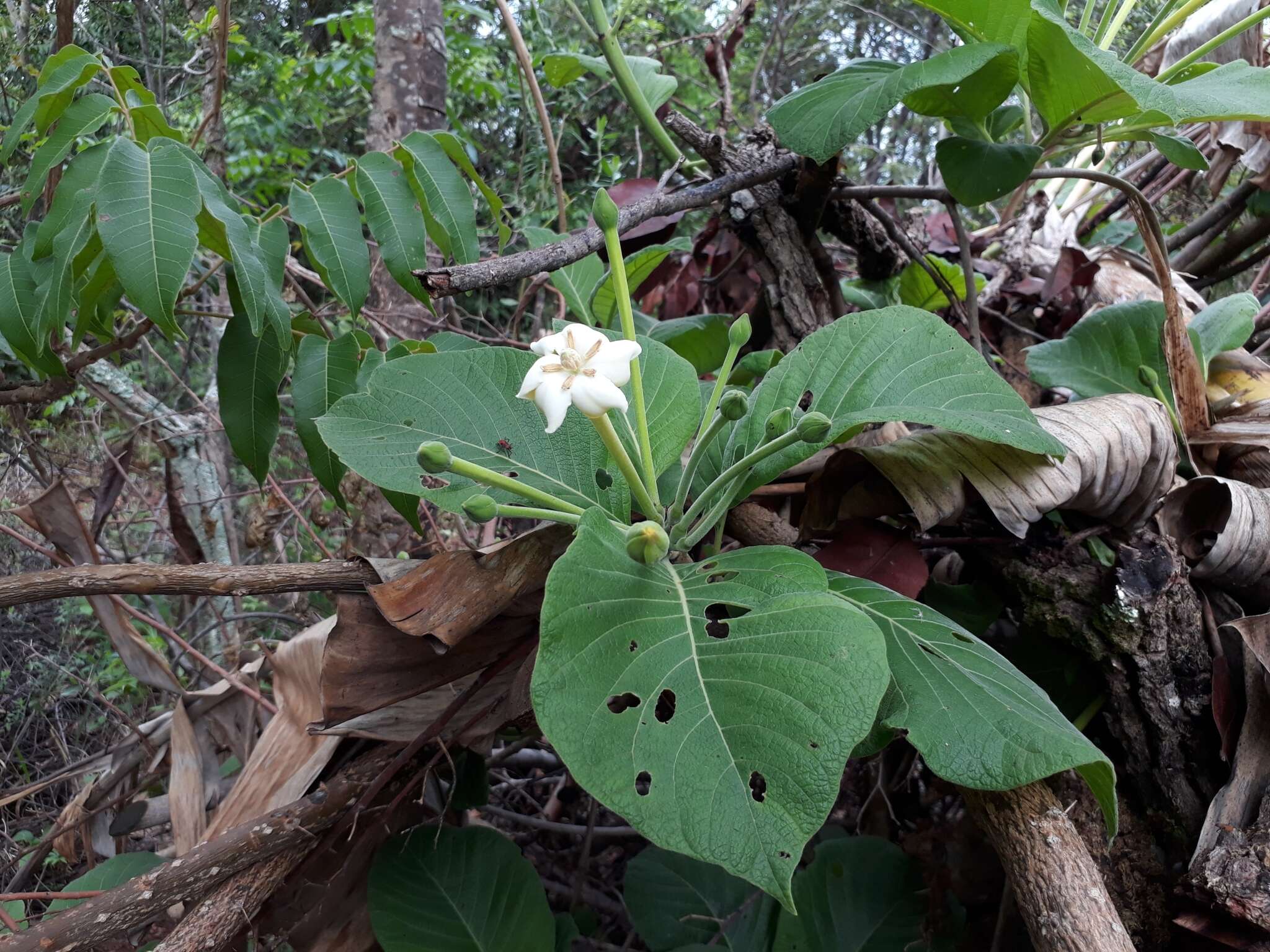 Image of Tocoyena formosa (Cham. & Schltdl.) K. Schum.