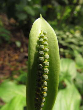 Image of Spathicarpa hastifolia Hook.