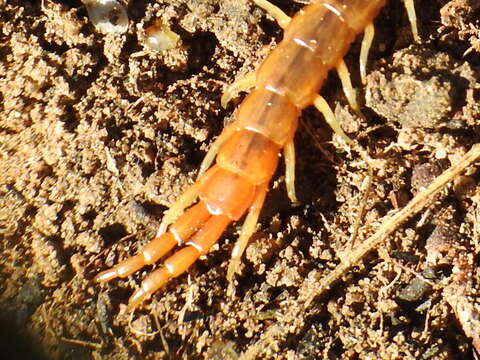 Image of Scolopendra oraniensis Lucas 1846