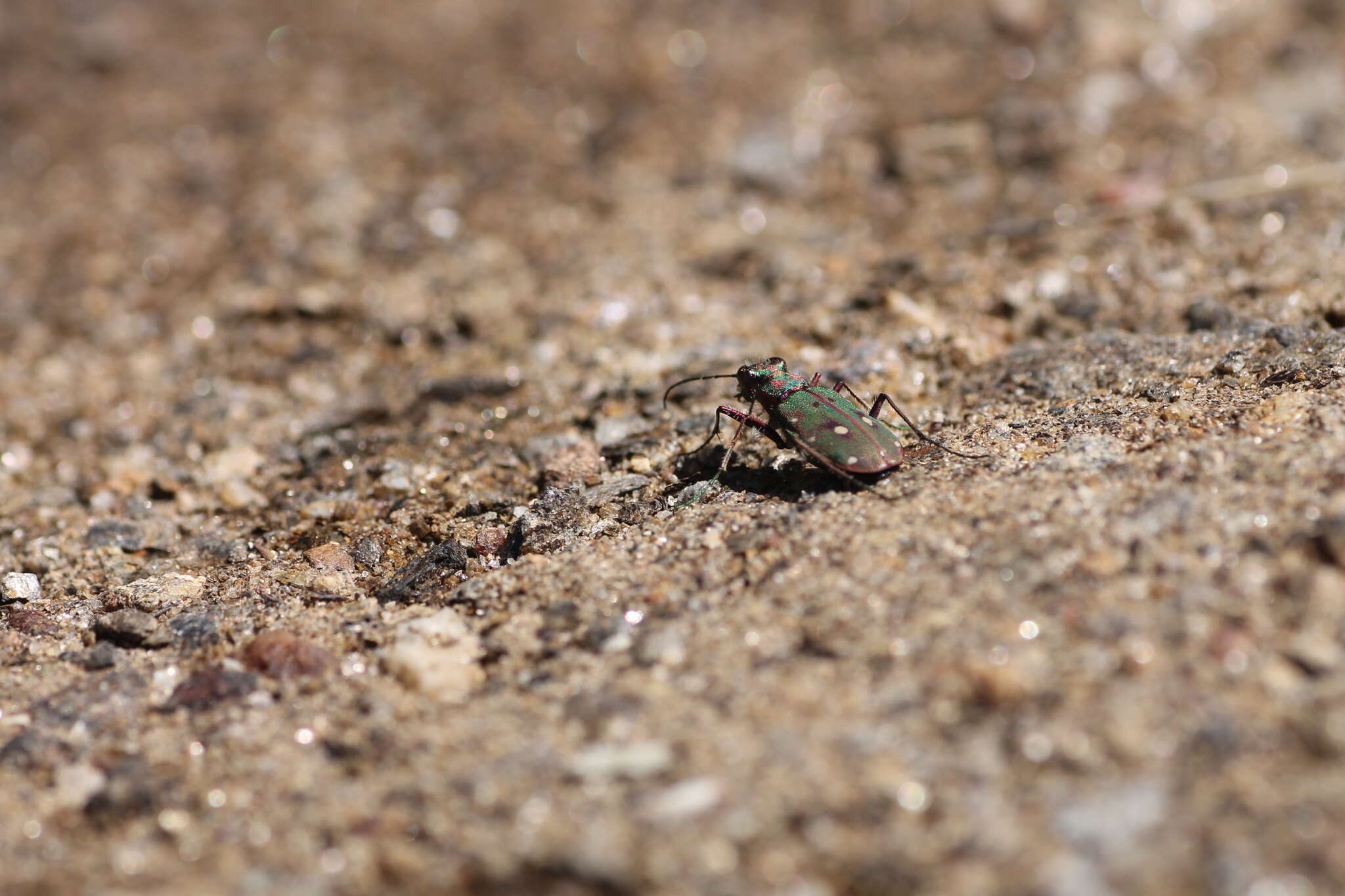 Image of Cicindela (Cicindela) maroccana Fabricius 1801