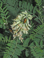 Sophora alopecuroides L. resmi