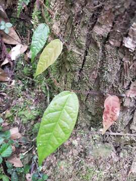 Image of Ficus sarmentosa var. henryi (King ex Oliver) Corner