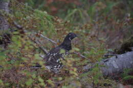 Слика од Falcipennis falcipennis (Hartlaub 1855)