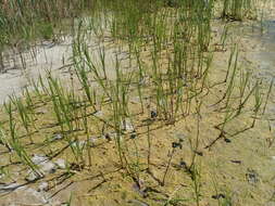 Image of cosmopolitan bulrush