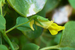 Image of Nanorrhinum elegans (G. Forst.) Ghebr.