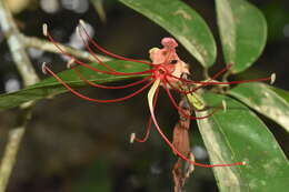 Imagem de Paloue guianensis Aubl.