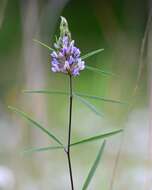 Imagem de Psoralea cyphocalyx A. Gray