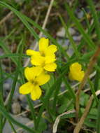 Image of Draba scabra C. A. Mey.