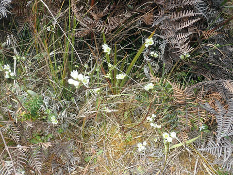 Image of Gentianella chathamica (Cheeseman) T. N. Ho & S. W. Liu