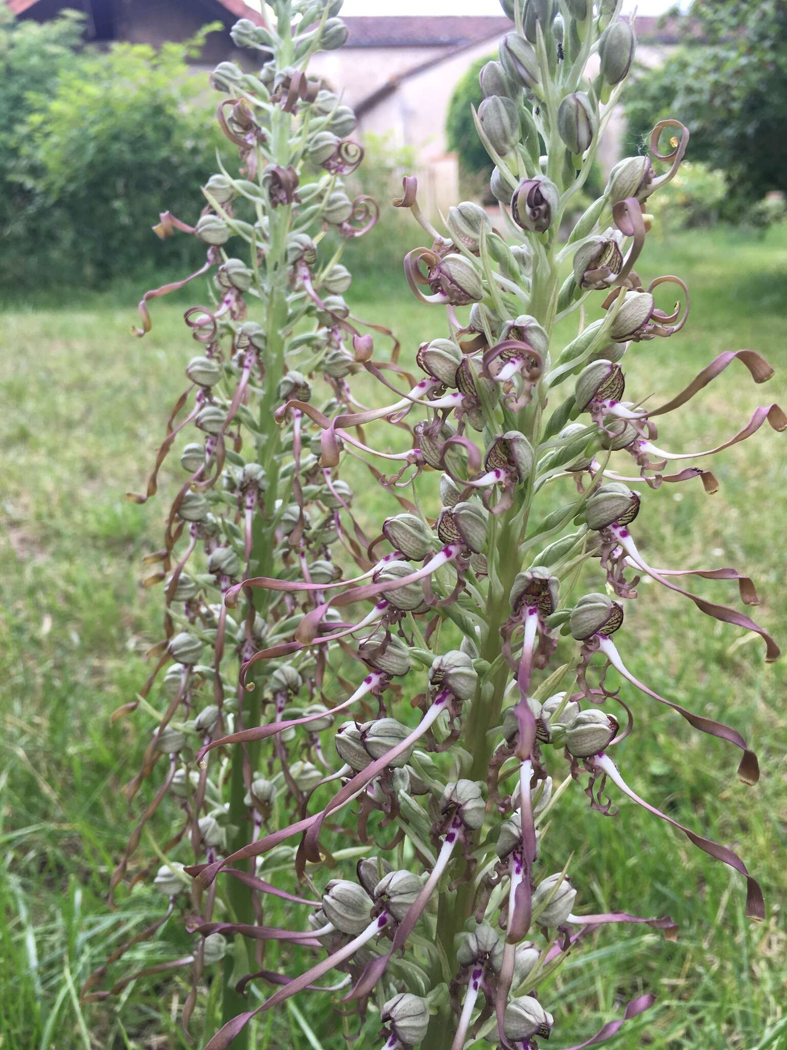 Image of Lizard orchid