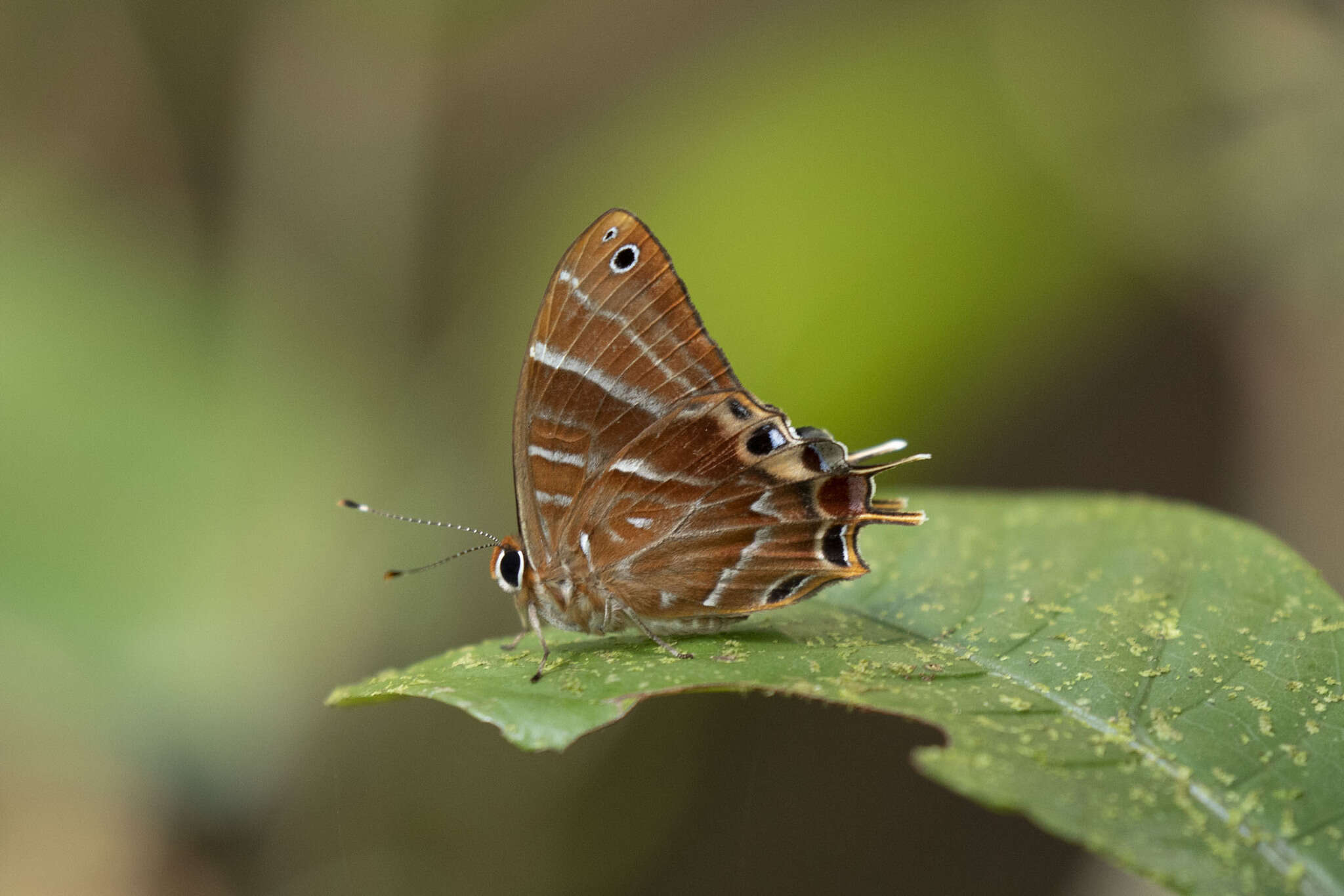 Image of Saribia tepahi Boisduval 1833