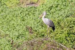 Image of Openbill stork