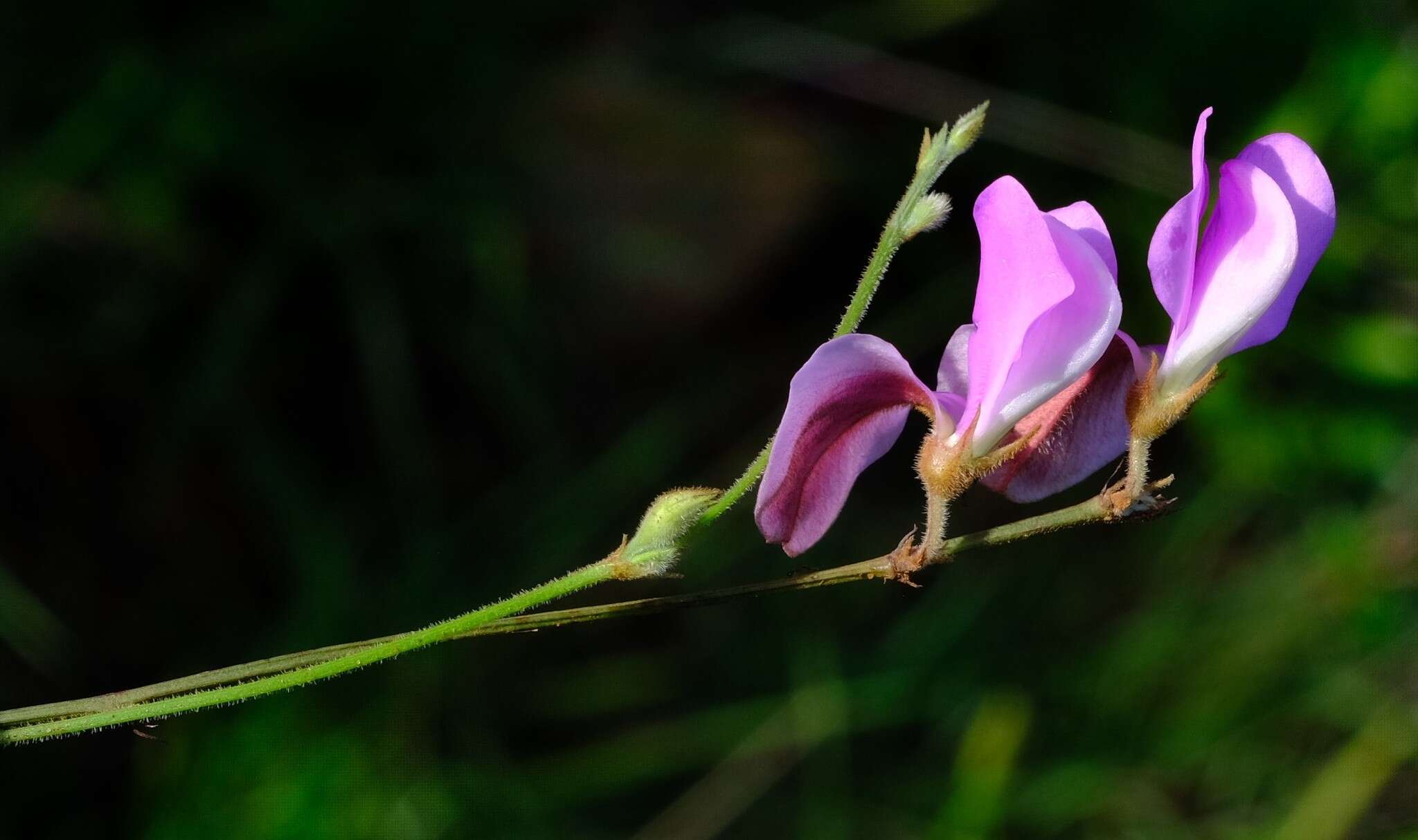 Image of Tephrosia longipes Meissner