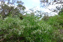 Image of Clematis decipiens H. Eichler ex Jeanes