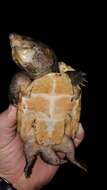 Image of Loggerhead Musk Turtle