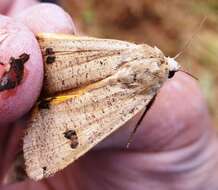 Image of Large Yellow Underwing