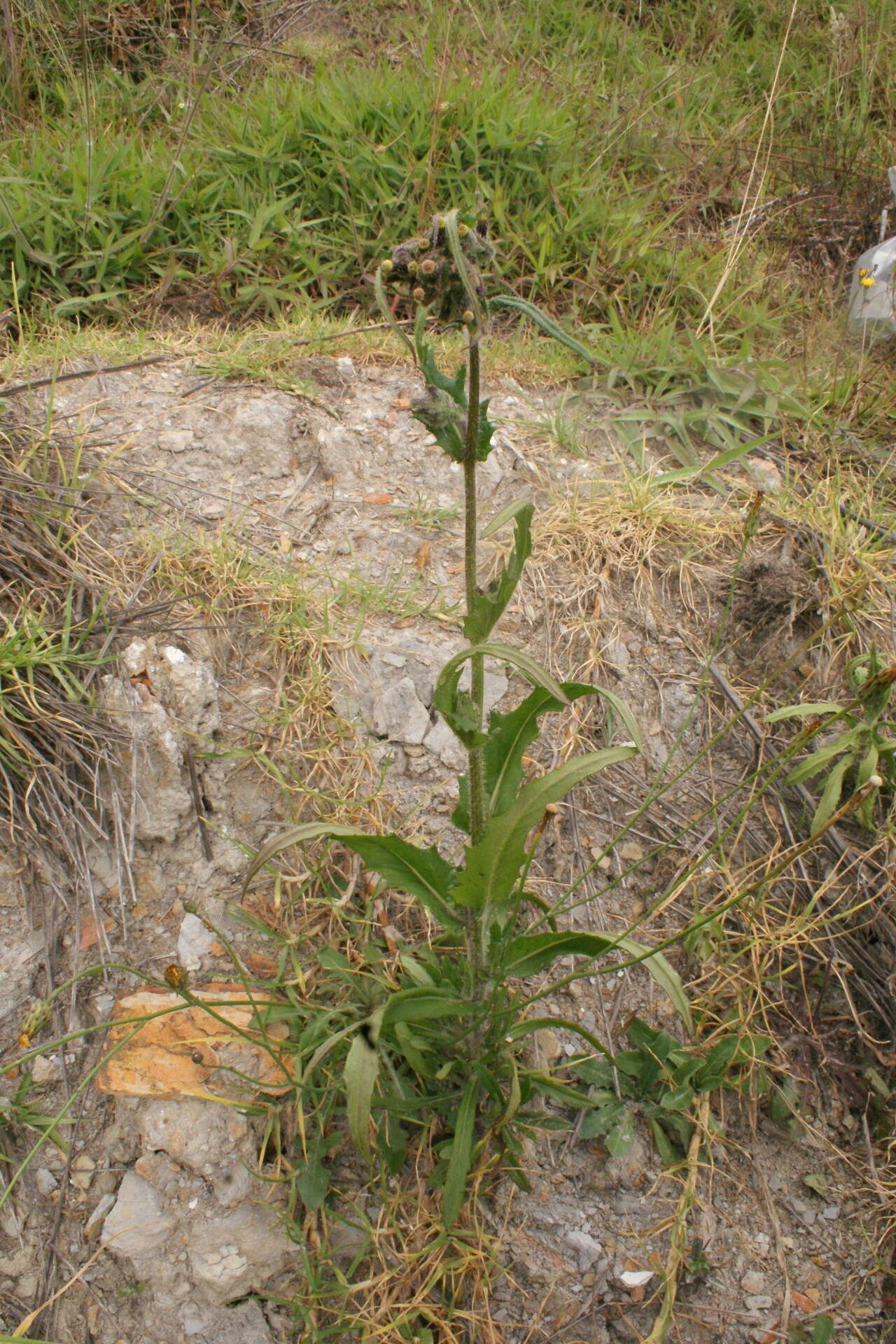 صورة Erechtites valerianifolius (Wolf ex Rchb.) DC.