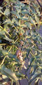 Berberis oiwakensis (Hayata) J. E. Laferriere的圖片