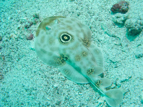 Image of Bullseye Electric Ray