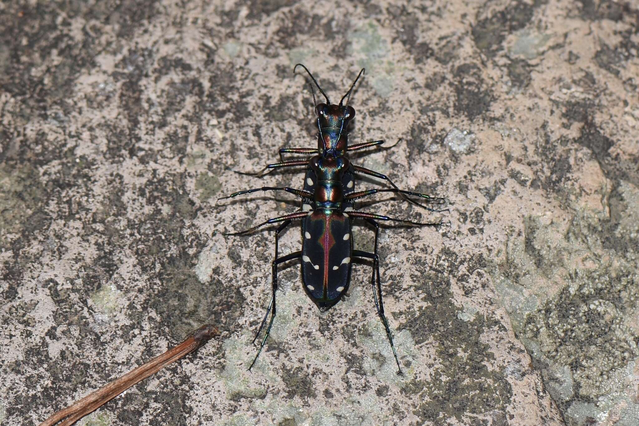 Image of Cicindela (Cosmodela) separata Fleutiaux 1894