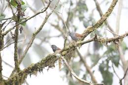 Image of African Hill Babbler