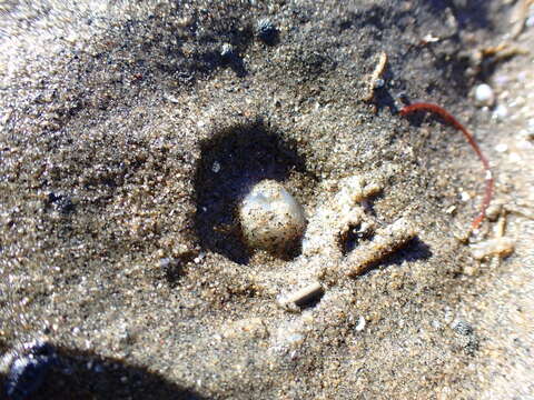 Image of white burrowing anemone