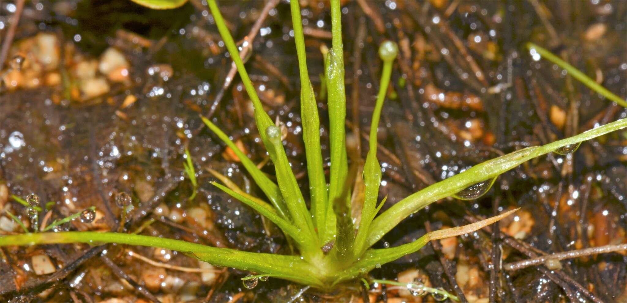 Image of Gulf Pipewort