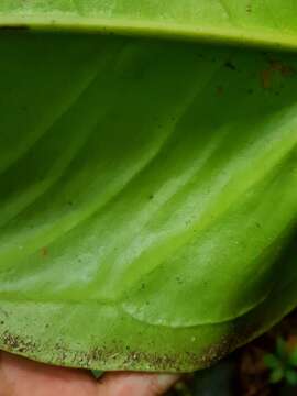 Image of Anthurium hacumense Engl.