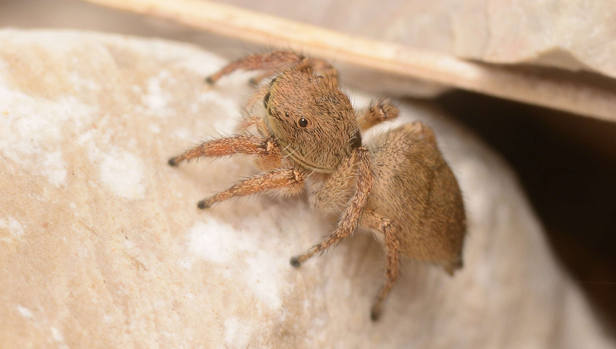 صورة Habronattus borealis (Banks 1895)