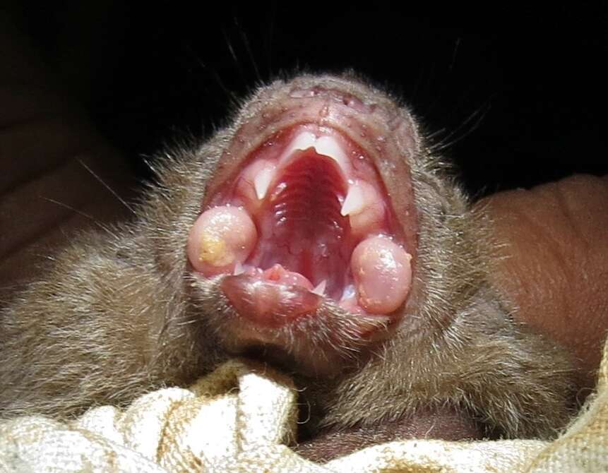 Image of White-winged Vampire Bat