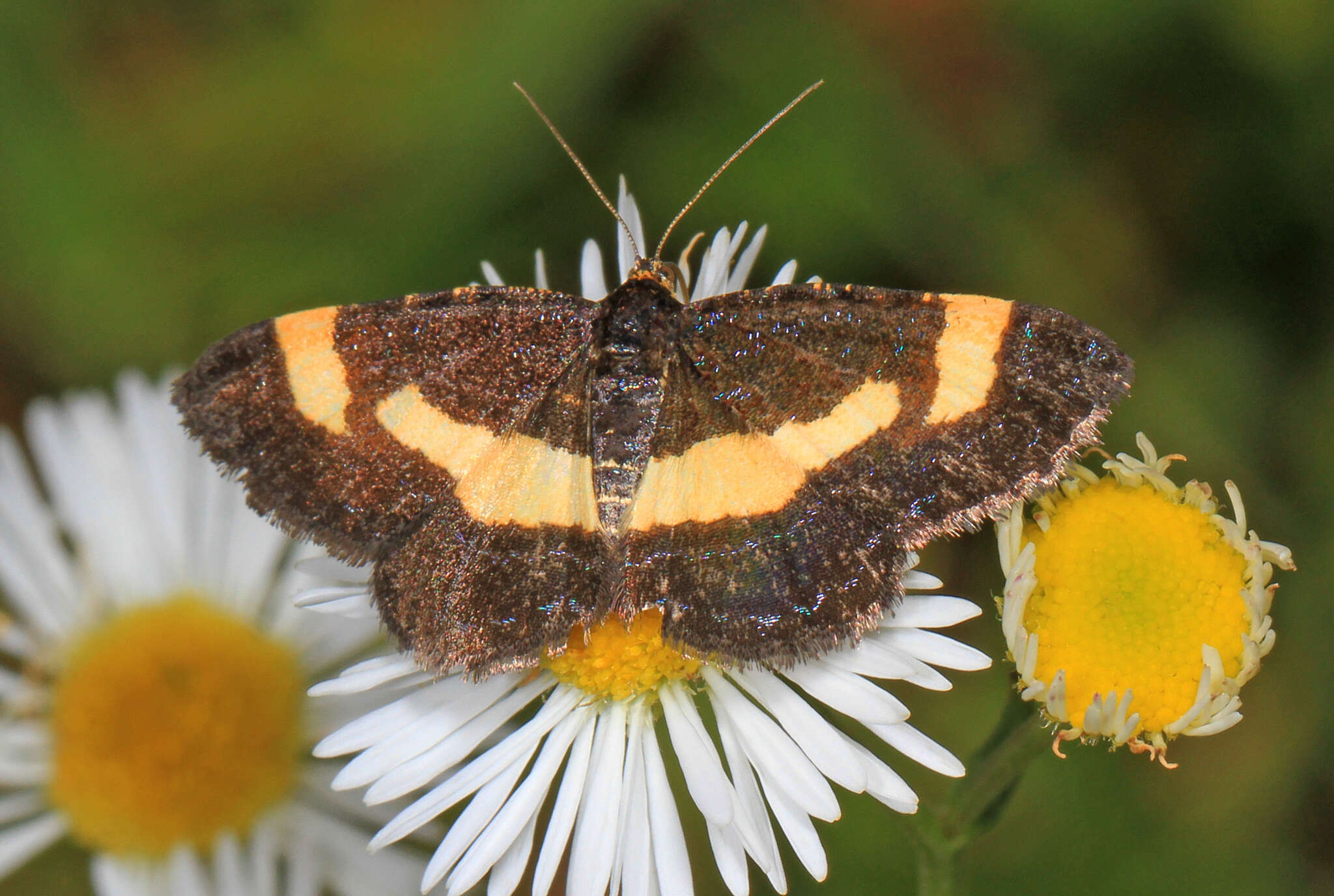 Image of Heliomata infulata Grote 1863