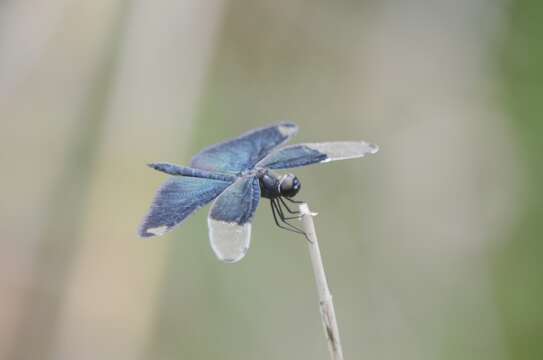 Image of Butterfly Dragonfly