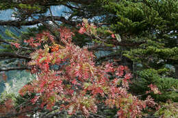 Image of Sorbus randaiensis (Hayata) Koidz.