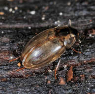 Image of Enochrus (Lumetus) quadripunctatus (Herbst 1797)