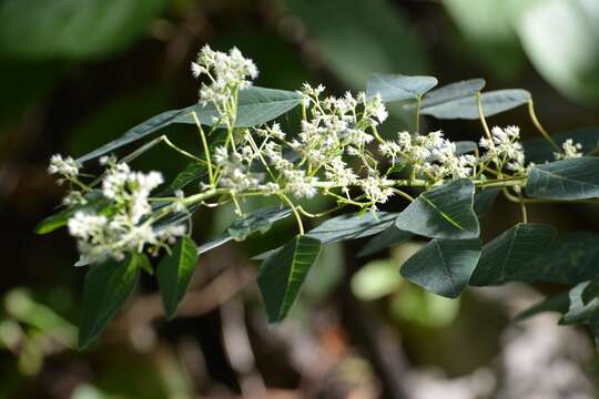 Euphorbia segoviensis Boiss. resmi