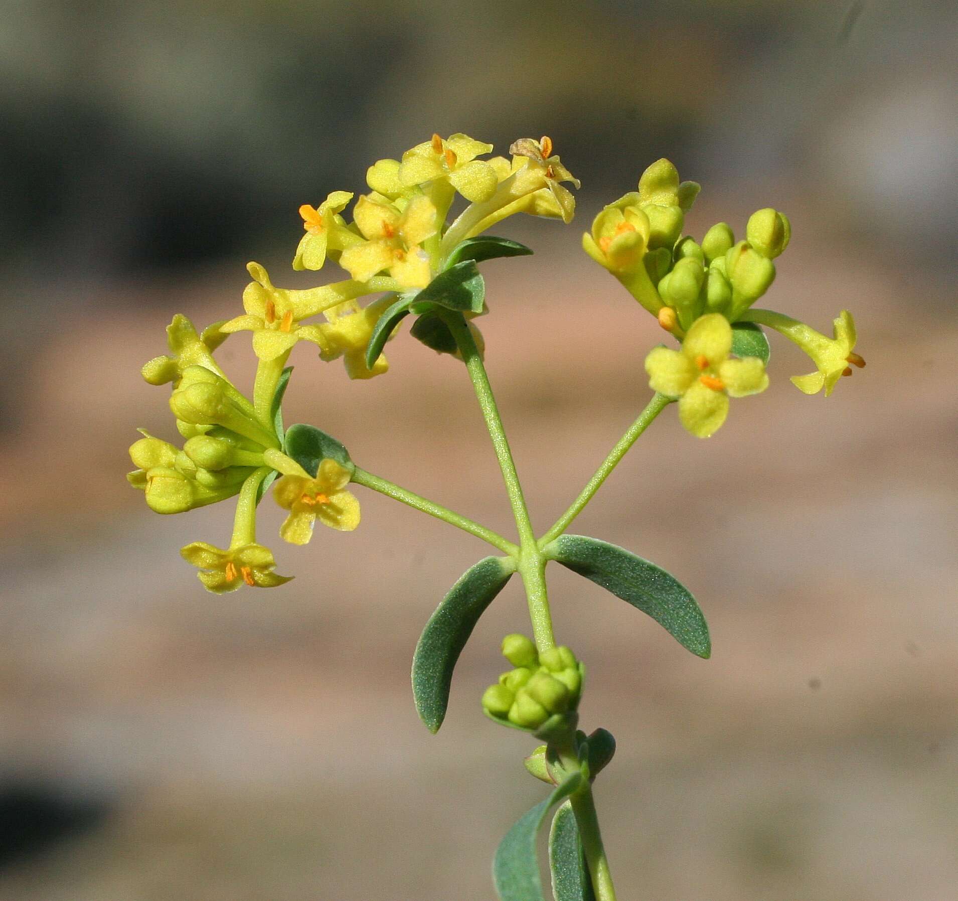 Image of Pimelea spiculigera F. Müll. ex Benth.