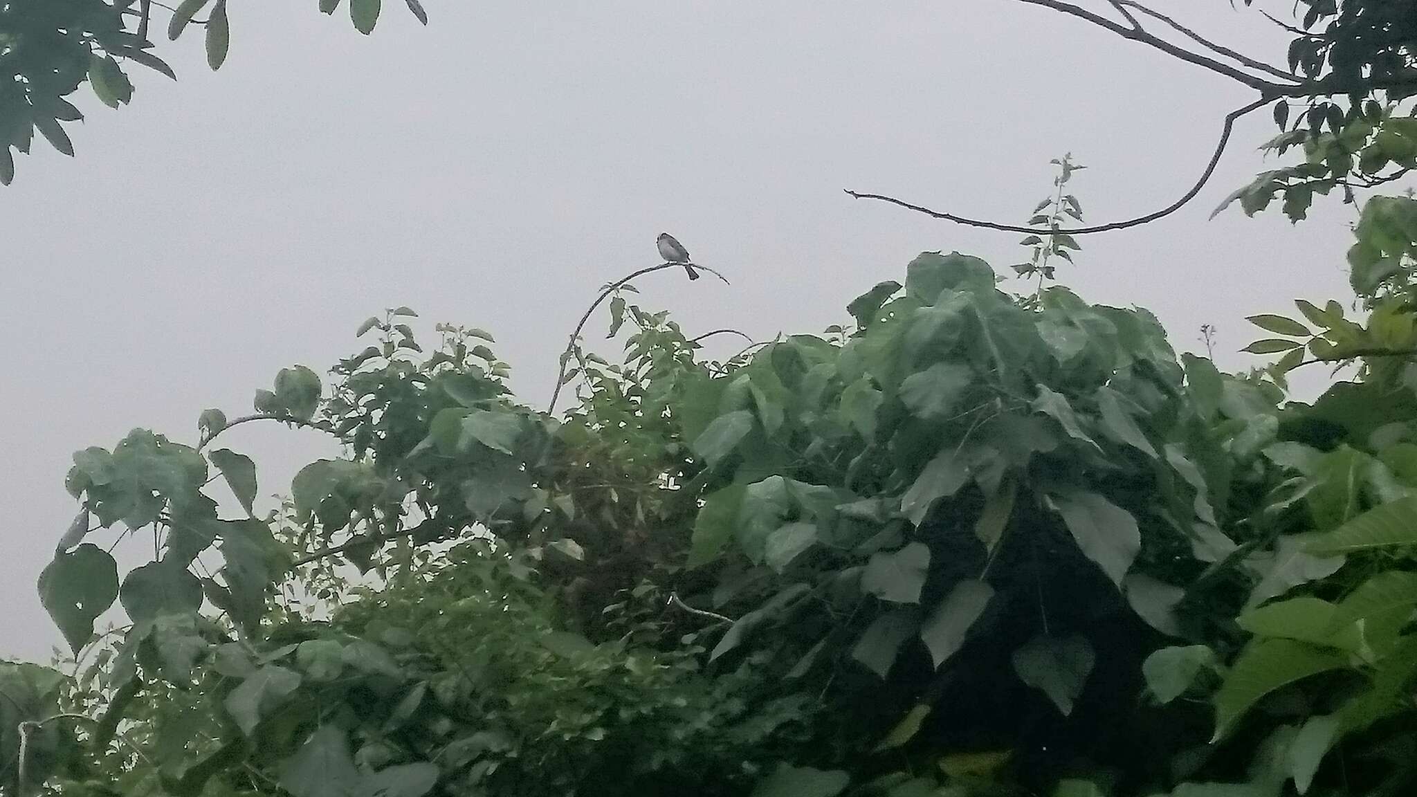 Image of Light-vented Bulbul