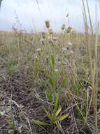 Plancia ëd Erigeron acris subsp. podolicus (Bess.) Nym.