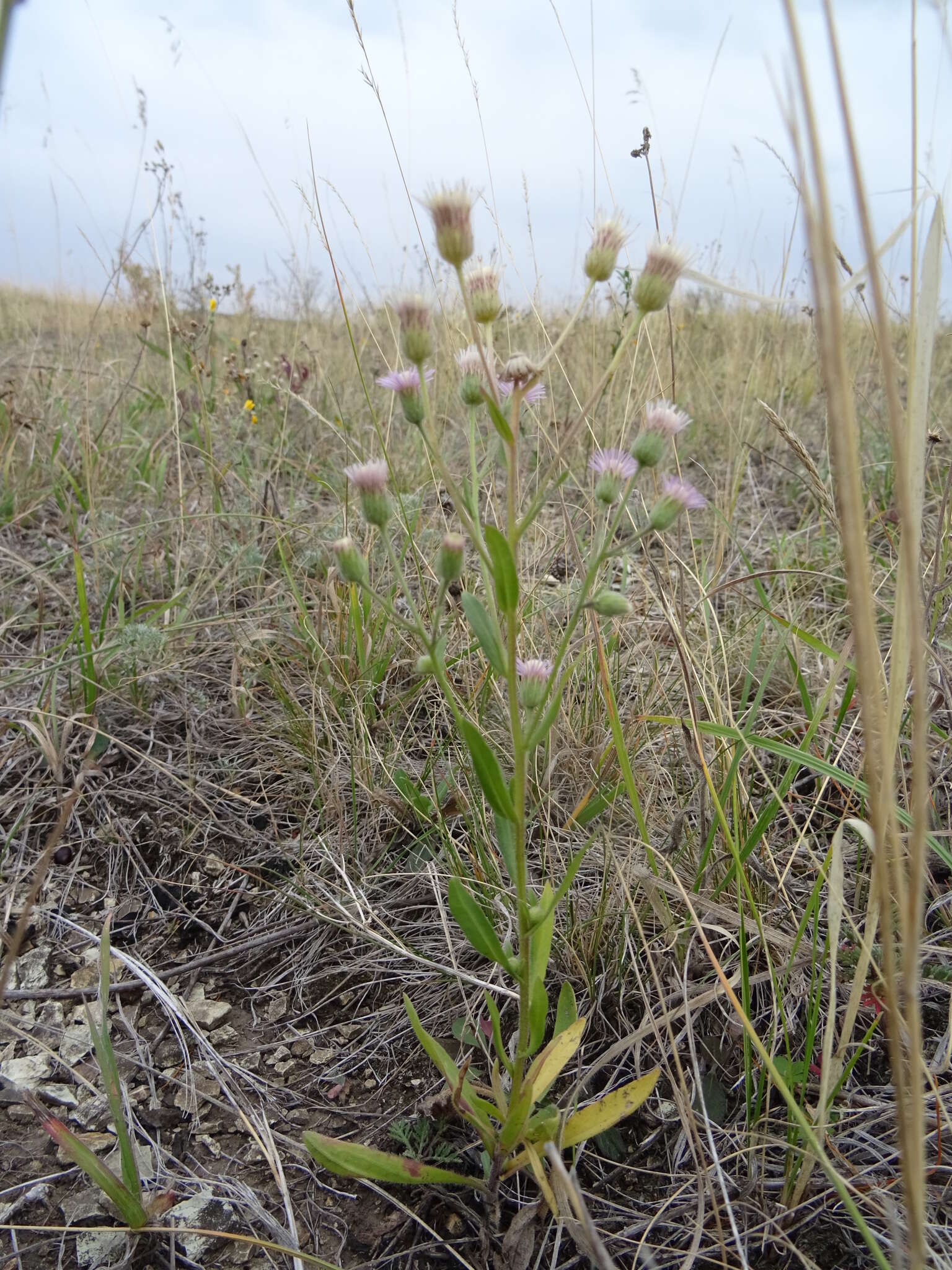 Plancia ëd Erigeron acris subsp. podolicus (Bess.) Nym.