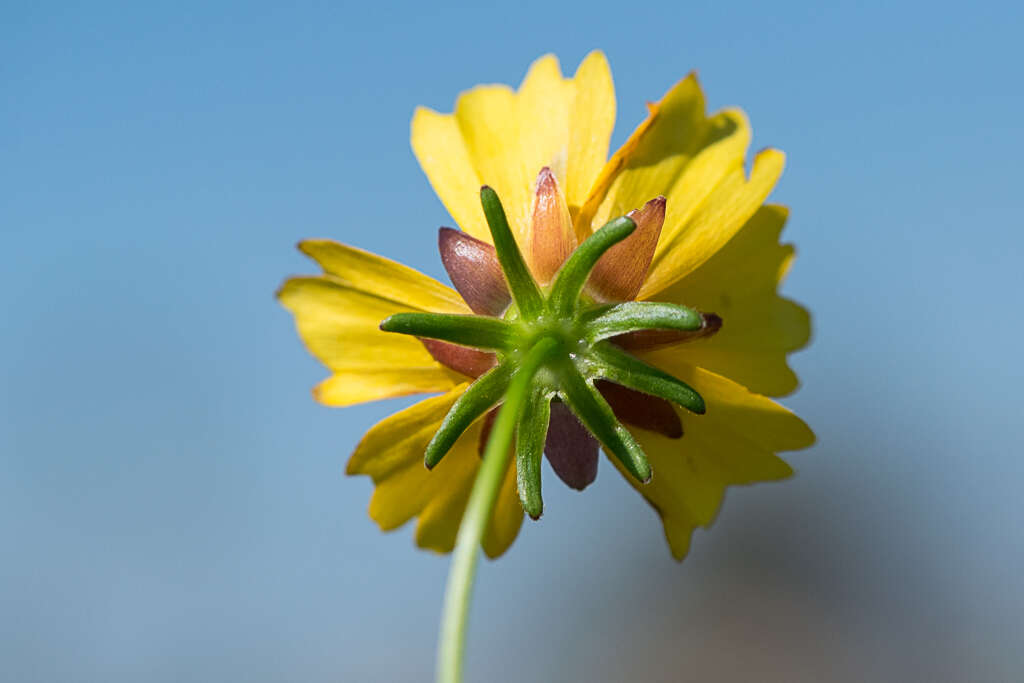 Image of goldenmane tickseed