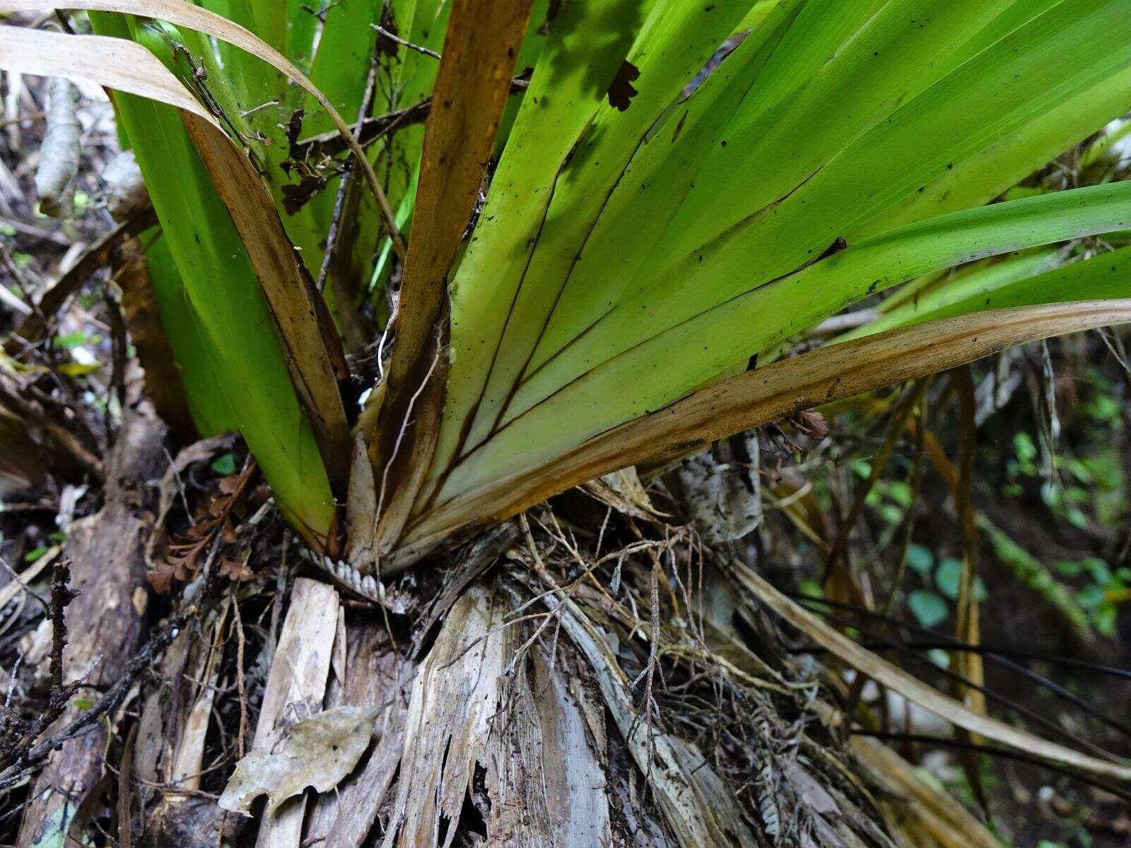 Image of Machaerina sinclairii (Hook. fil.) T. Koyama